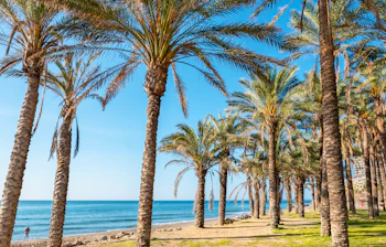 Smuk middelhavsstrand med palmer og turkisblåt vand - perfekt til solferien