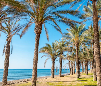 Smuk middelhavsstrand med palmer og turkisblåt vand - perfekt til solferien