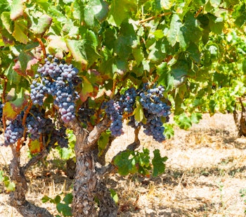 Modne blå vindruer på vinstokke i en idyllisk vingård nær Alcalali i Costa Blanca, Spanien