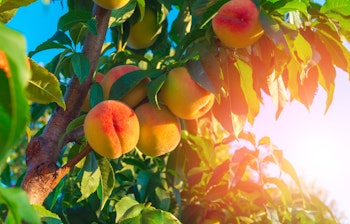 Saftige modne ferskner der gror på træ i solrigt frugtplantage med blå himmel, symboliserer frisk sommerhøst