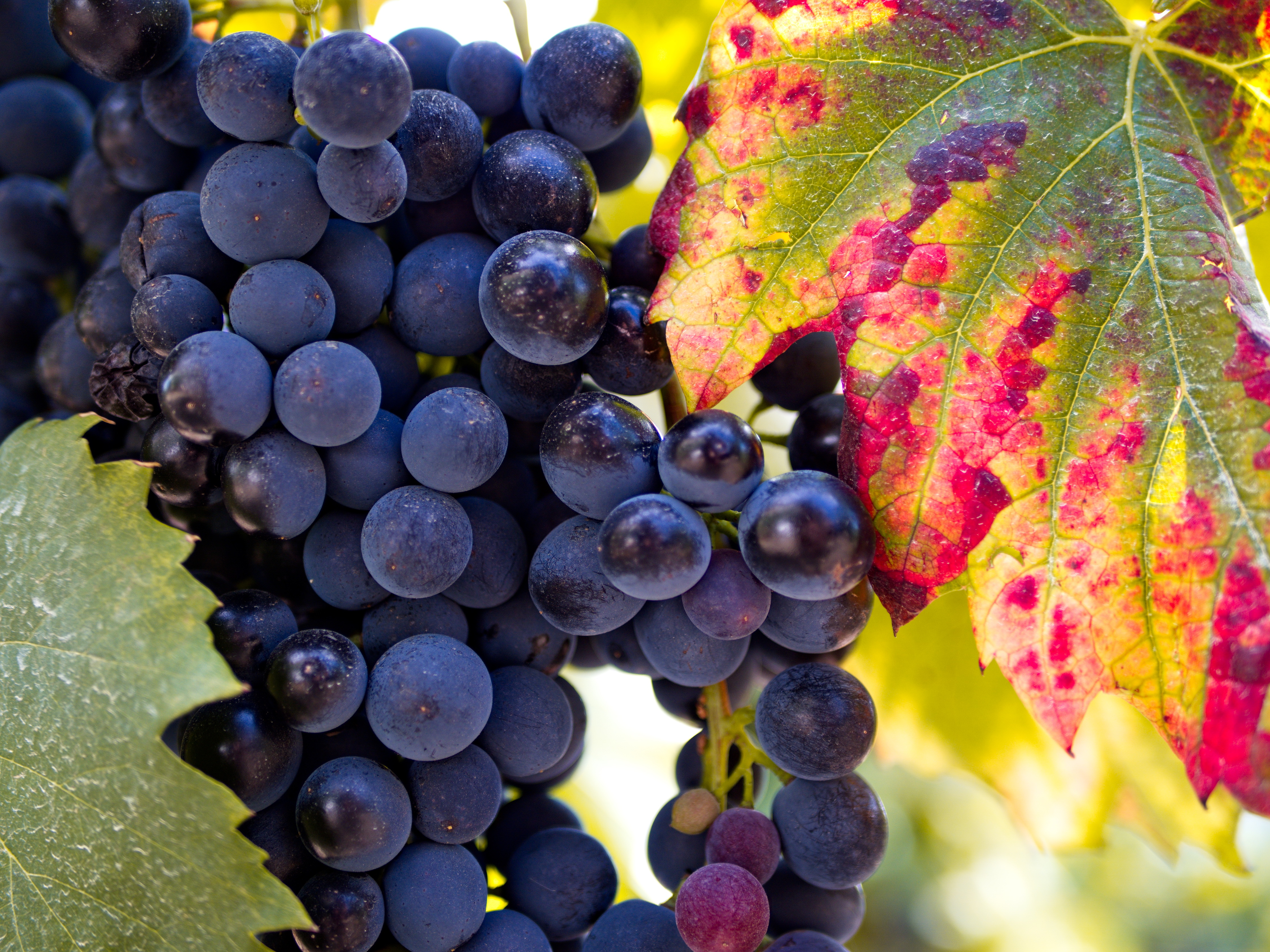 Modne mørke vindruer klar til høst med farverigt efterårsvinblad i Douro-dalen, Portugals berømte vinregion