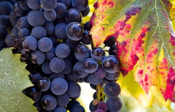 Modne mørke vindruer klar til høst med farverigt efterårsvinblad i Douro-dalen, Portugals berømte vinregion