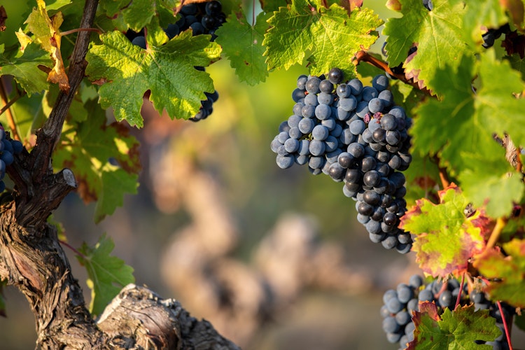Saftige lilla vindruer på vinranker i Douro-dalen, Portugal, som besøges under flodkrydstogter på Douro-floden