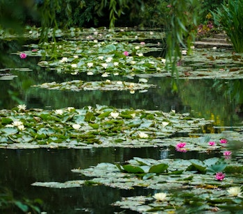 Smukke åkander med lyserøde og hvide blomster i Monets berømte have i Giverny, Frankrig