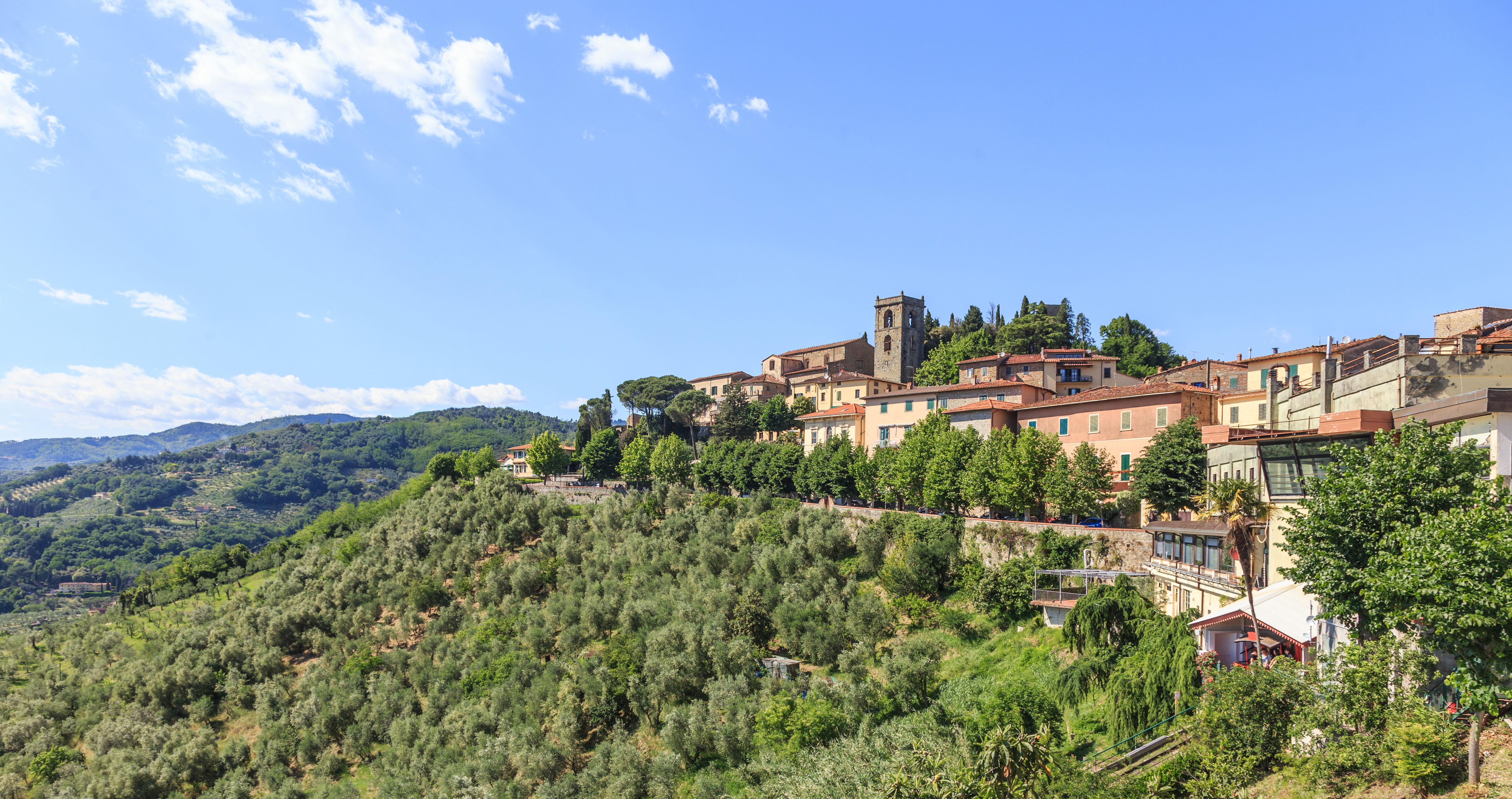 Panoramaudsigt over den historiske bjerglandsby Montecatini Alto med terrakottatage og middelalderarkitektur omgivet af olivenlunde i Toscana, Italien