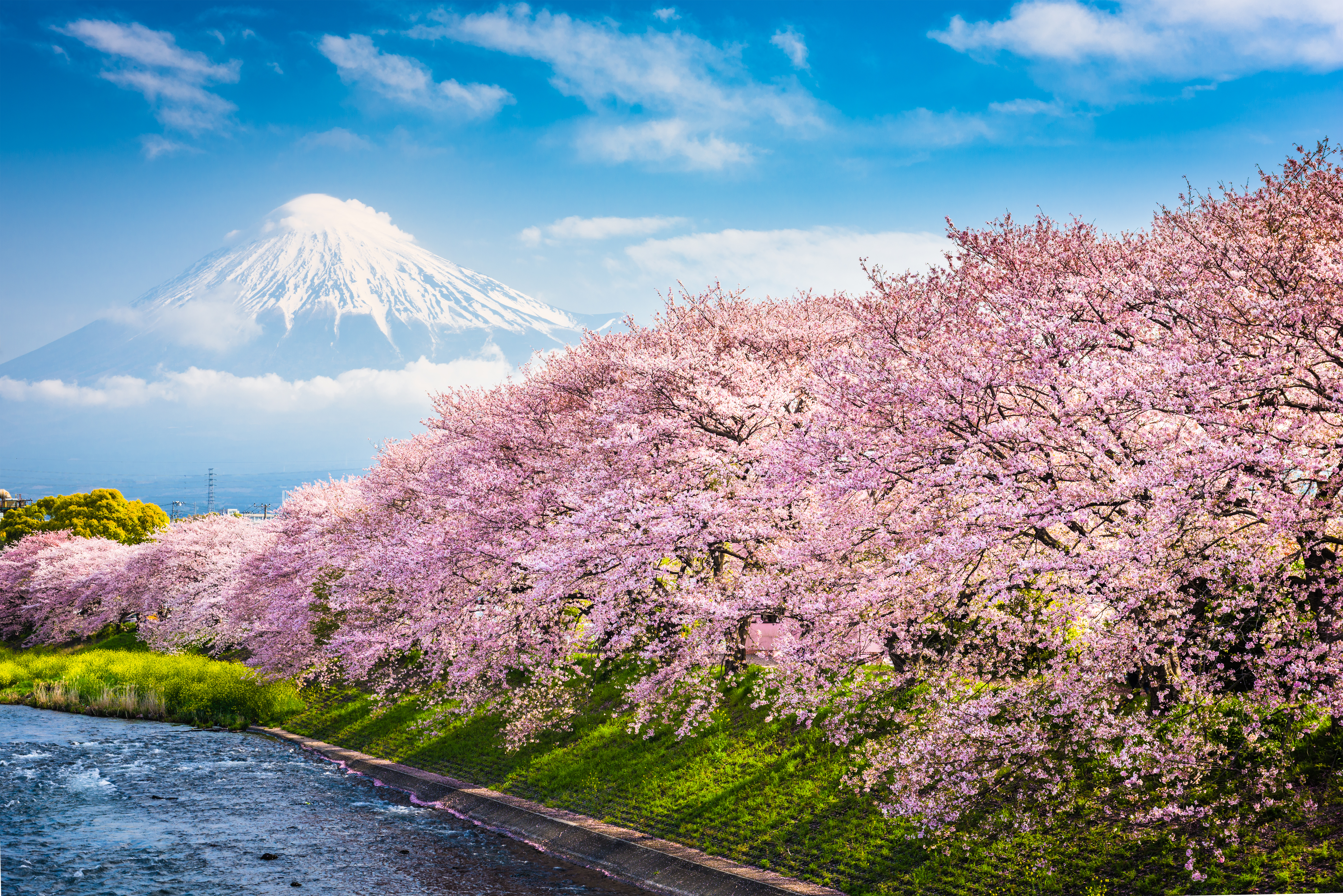 Betagende forårsudsigt i Japan med det majestætiske Mount Fuji i baggrunden og smukke lyserøde kirsebærblomster langs Uruigawa-floden, der indfanger den perfekte hanami-oplevelse under sakura-sæsonen