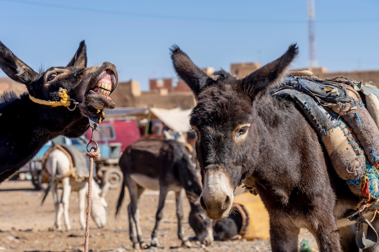 Traditionelle muldyr i en indhegning i Rissani, Marokko med den farverige ørkenlandskab i baggrunden