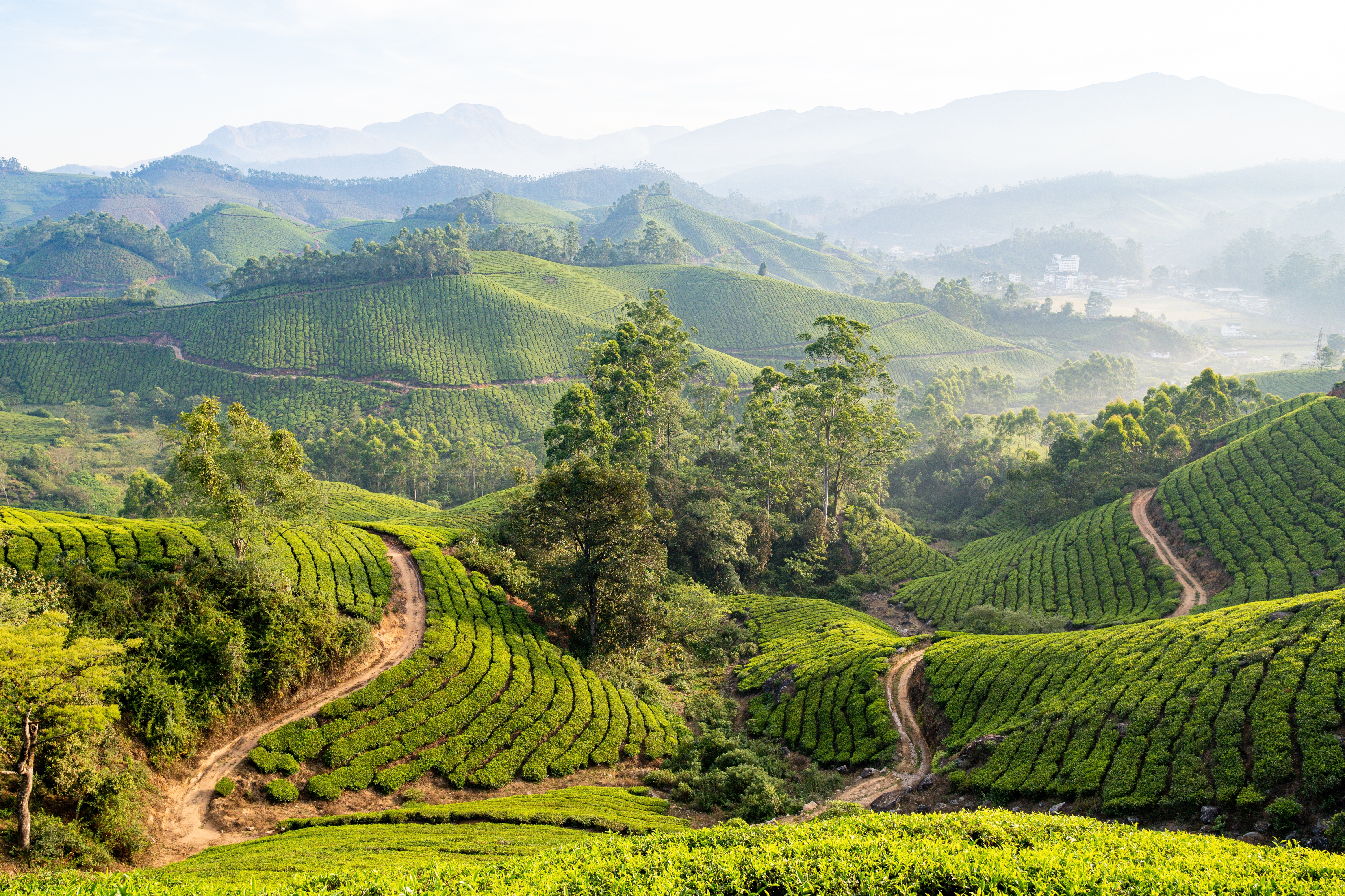 Panoramaudsigt over Munnars grønne teplantager ved solopgang med tågede bjerge i baggrunden, Kerala, Indien