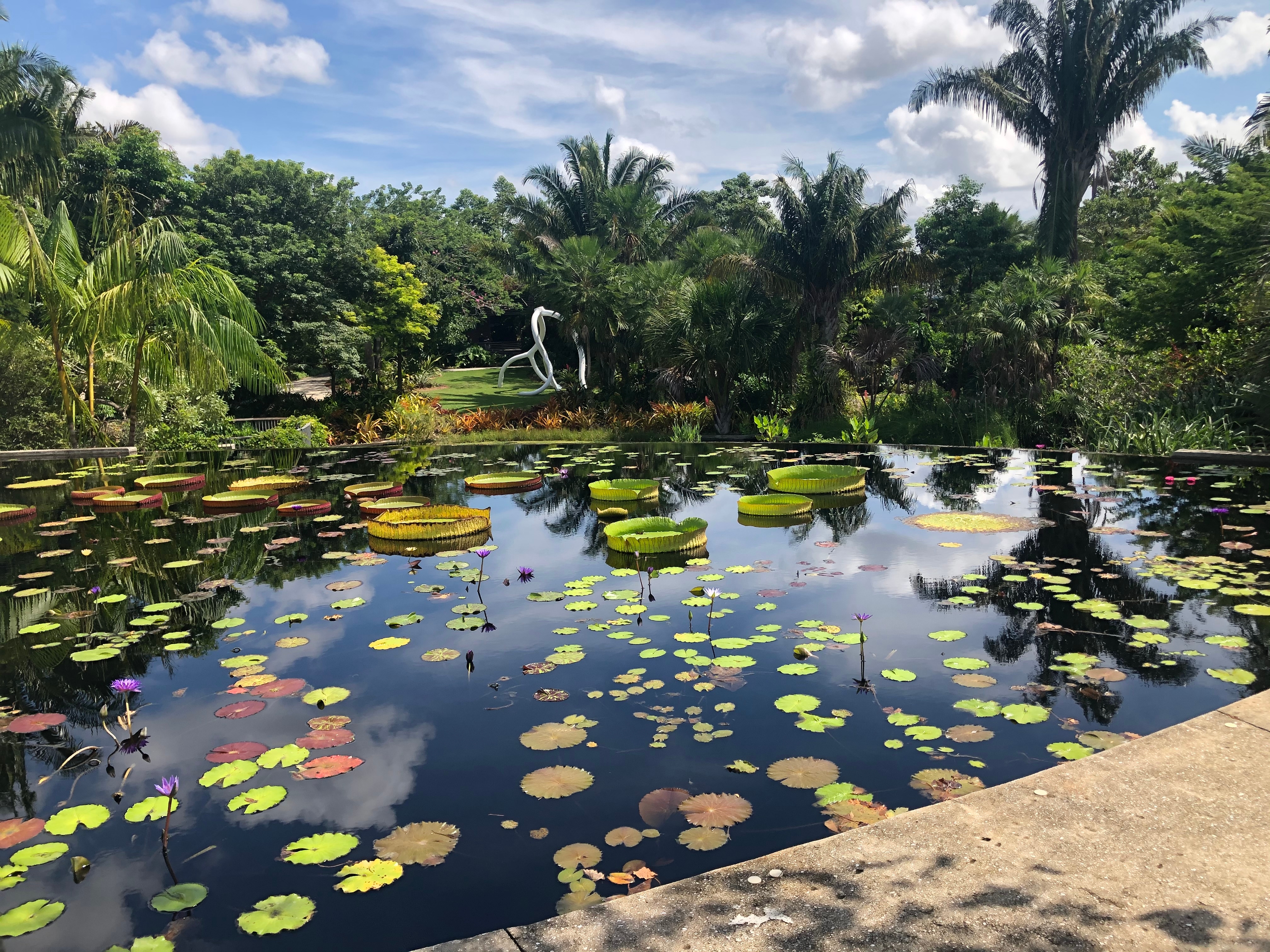 Smuk åkande-sø i Naples Botanical Garden med kæmpestore vandlilje-blade og tropiske palmer spejlet i det mørke vand