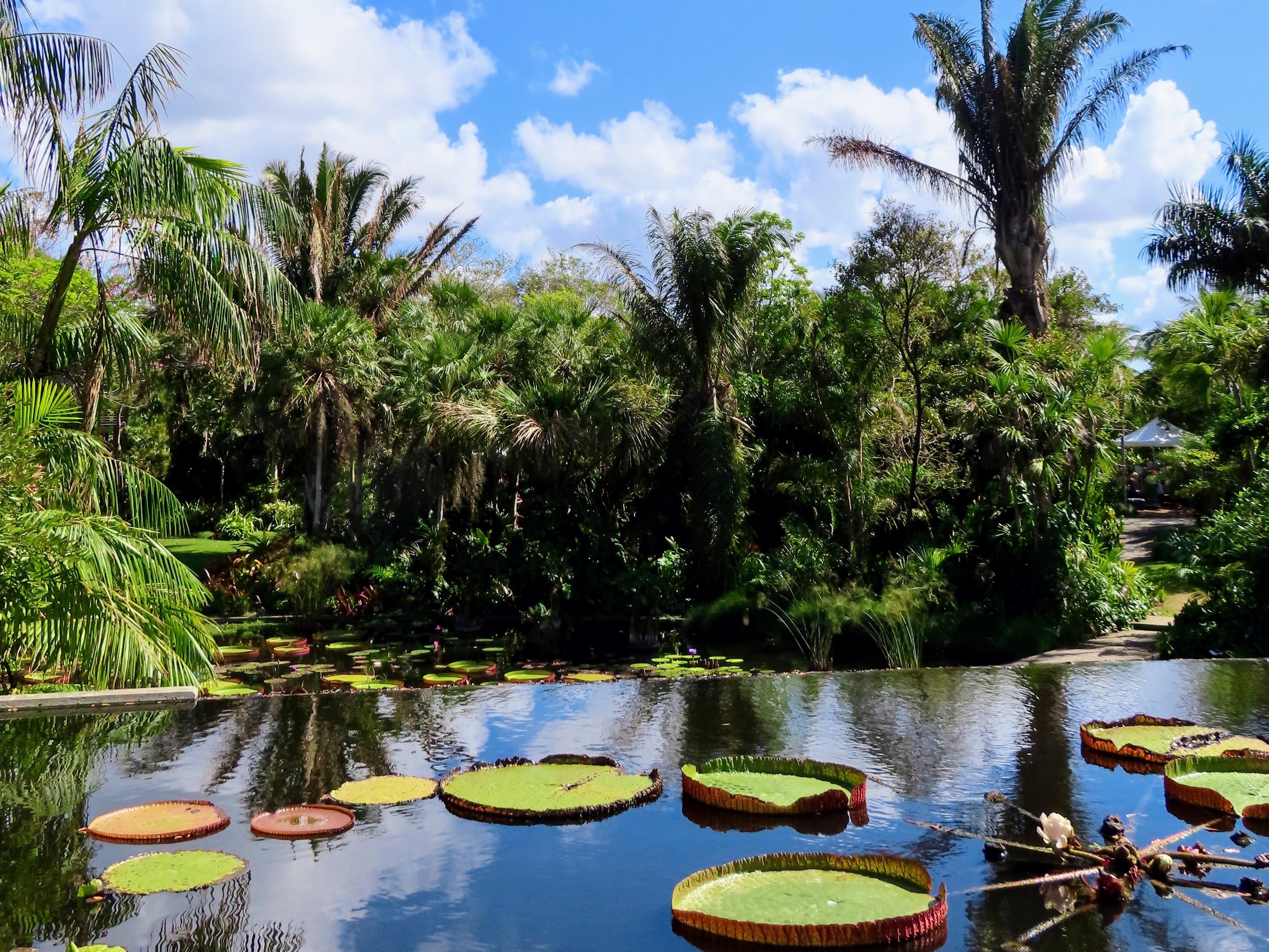 Kæmpe Victoria åkander flyder på en fredelig sø omgivet af frodige tropiske palmer i Naples Botanical Garden, Florida
