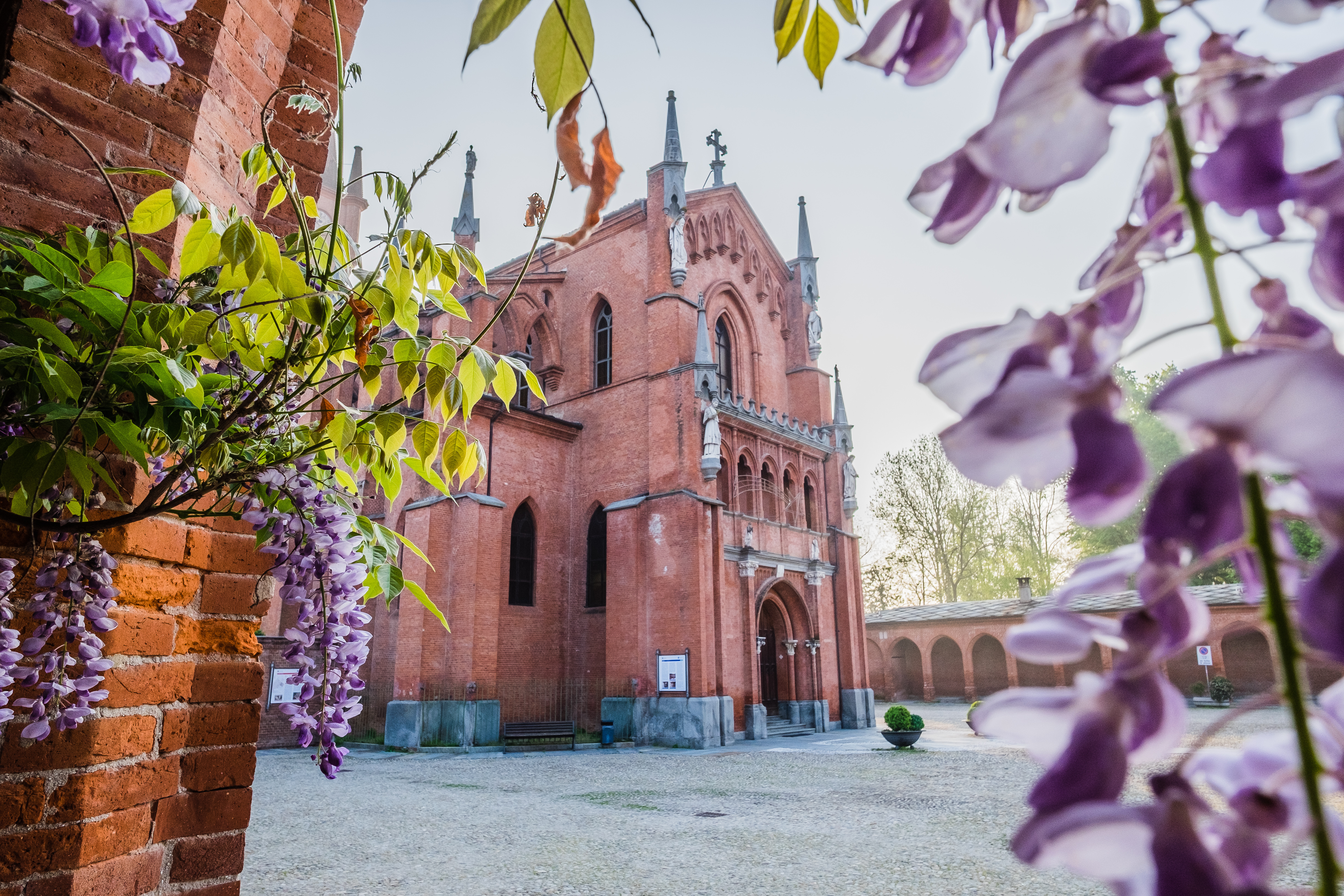 Den neogotiske San Vittore katedral i Pollenzo, Piemonte med blomstrende blåregn og historisk arkitektur
