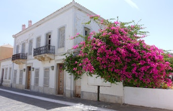 Traditionelle neoklassiske huse med blomstrende lilla bougainvillea i de idylliske gader i Chora på Andros-øen i Kykladerne, Grækenland