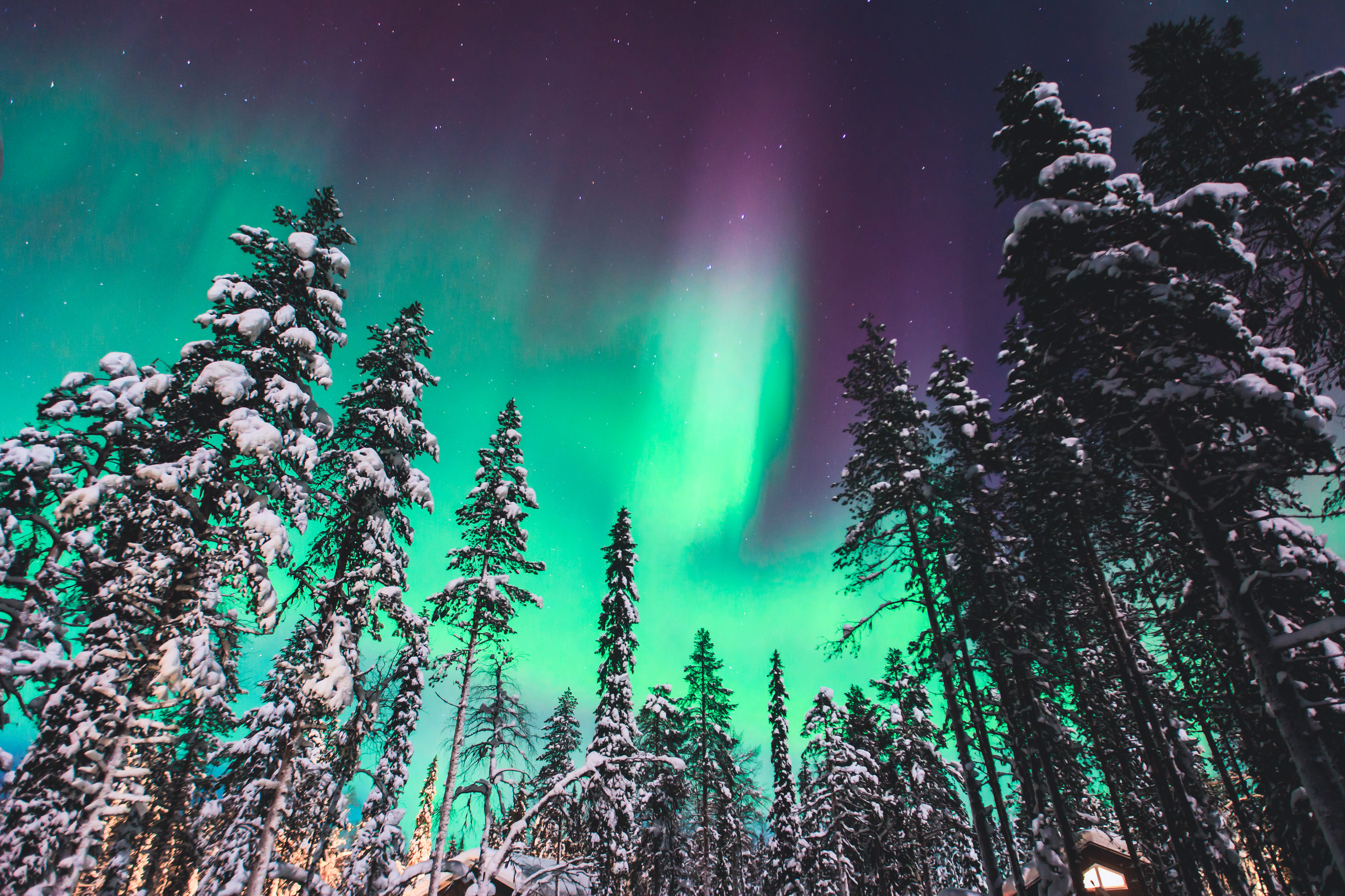 Magisk nordlys med grønne og lilla farver over snedækkede træer i Lapland, Norge - en betagende naturoplevelse på vinterrejser til Skandinavien