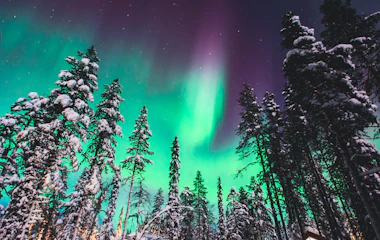 Magisk nordlys med grønne og lilla farver over snedækkede træer i Lapland, Norge - en betagende naturoplevelse på vinterrejser til Skandinavien