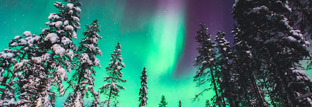 Magisk nordlys med grønne og lilla farver over snedækkede træer i Lapland, Norge - en betagende naturoplevelse på vinterrejser til Skandinavien