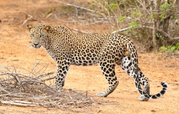 Nysgerrig leopard observerer besøgende i Yala Nationalpark, Sri Lanka - en unik safarioplevelese med sjældent rovdyr