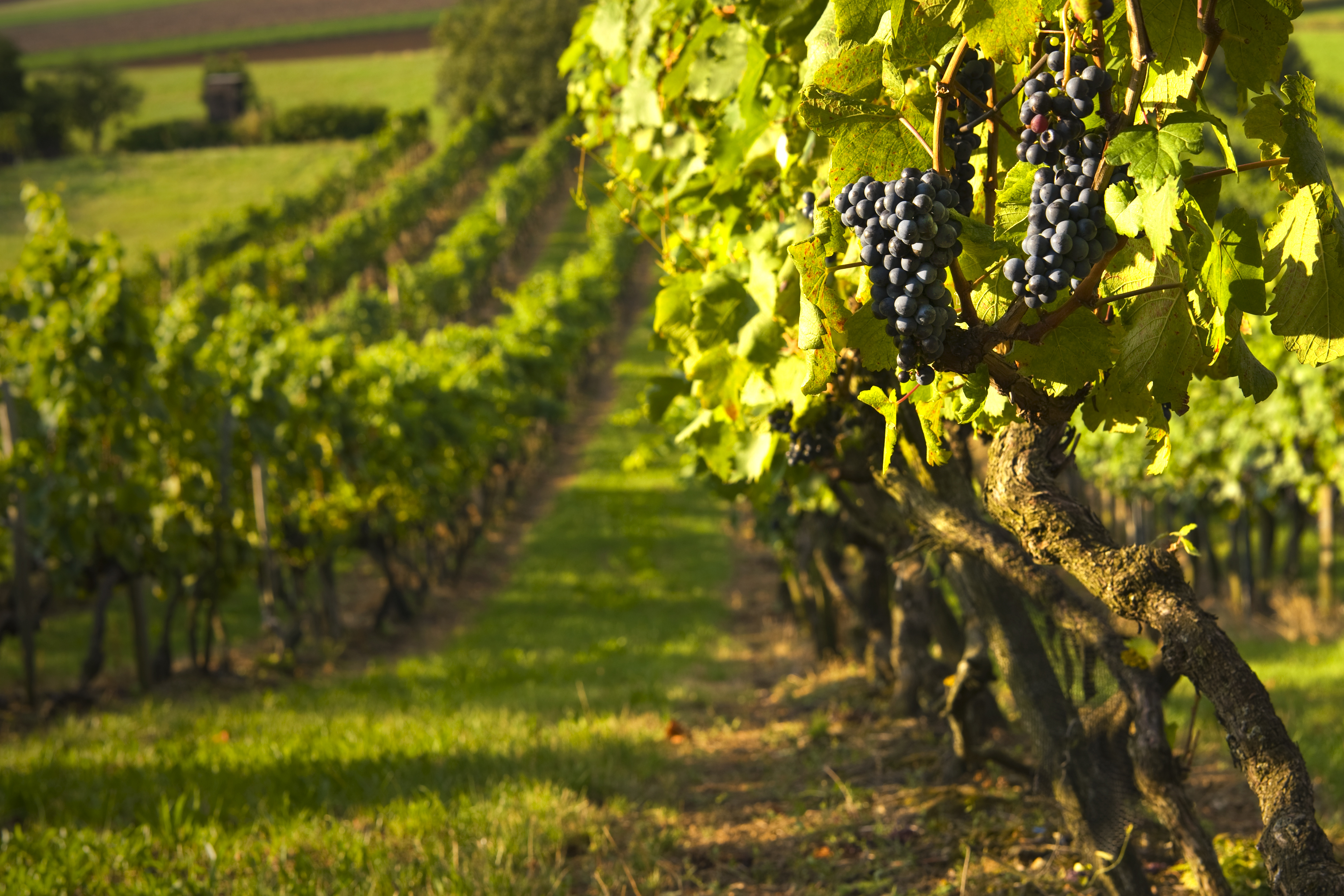 Maleriske rækker af grønne vinranker, der strækker sig over bakkede landskaber i solbeskinnede østrigske vinmarker, et perfekt rejsemål for vinelskere