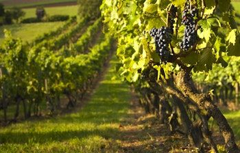 Maleriske rækker af grønne vinranker, der strækker sig over bakkede landskaber i solbeskinnede østrigske vinmarker, et perfekt rejsemål for vinelskere