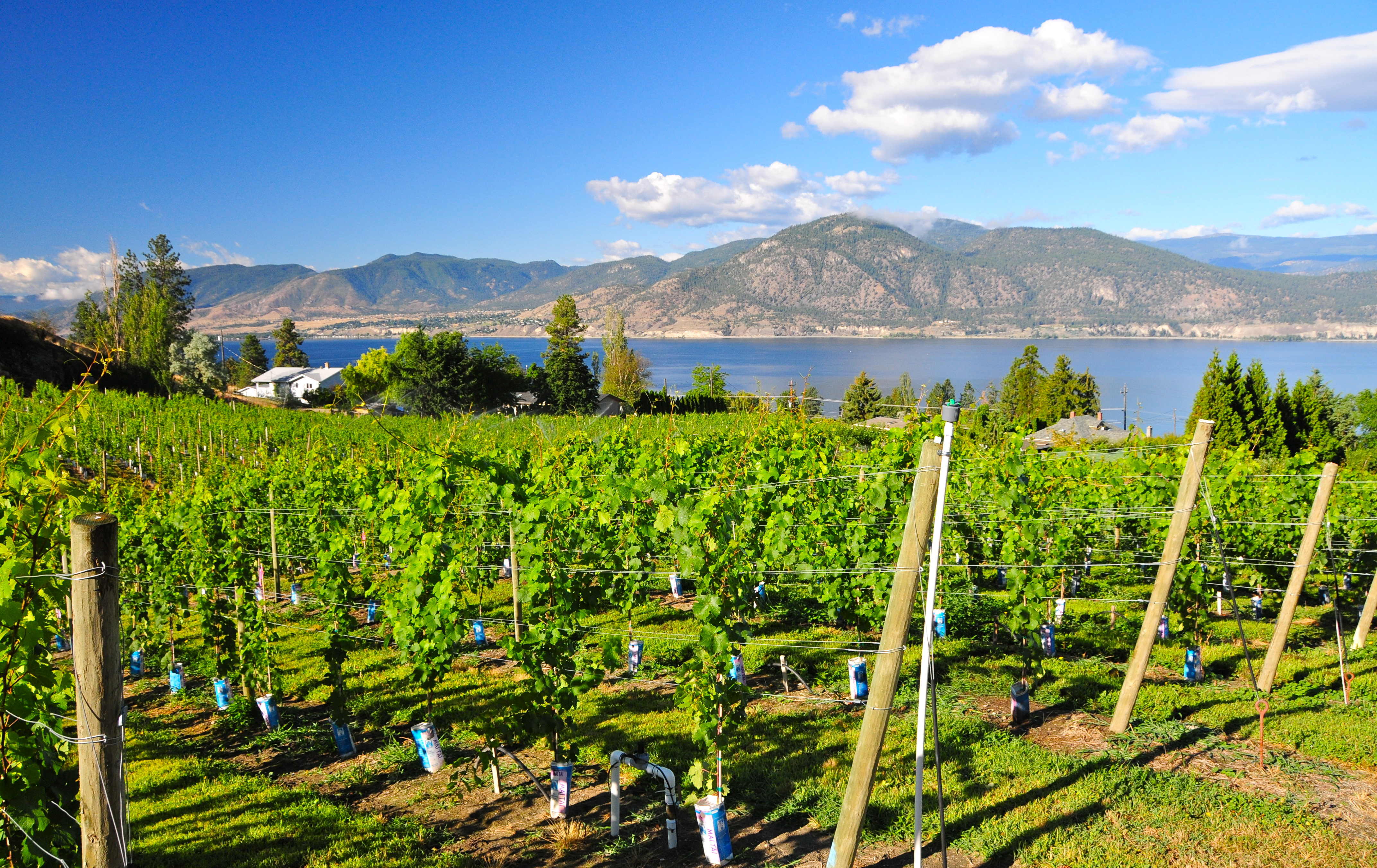 Vingård med udsigt over bjergsø i Okanagan Valley, Canada