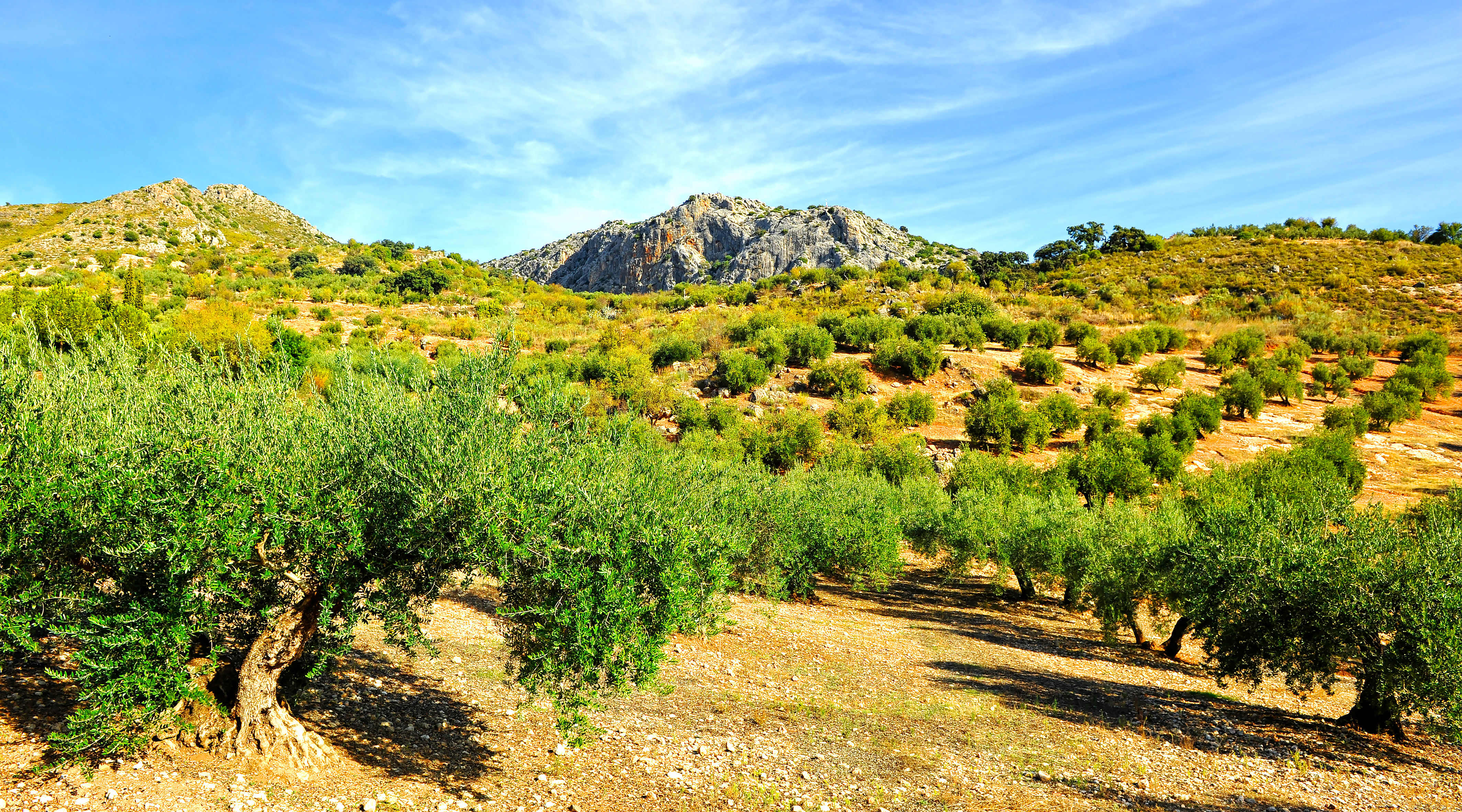 Olivenlunde i det andalusiske landskab med bjerge nær Córdoba i Spanien