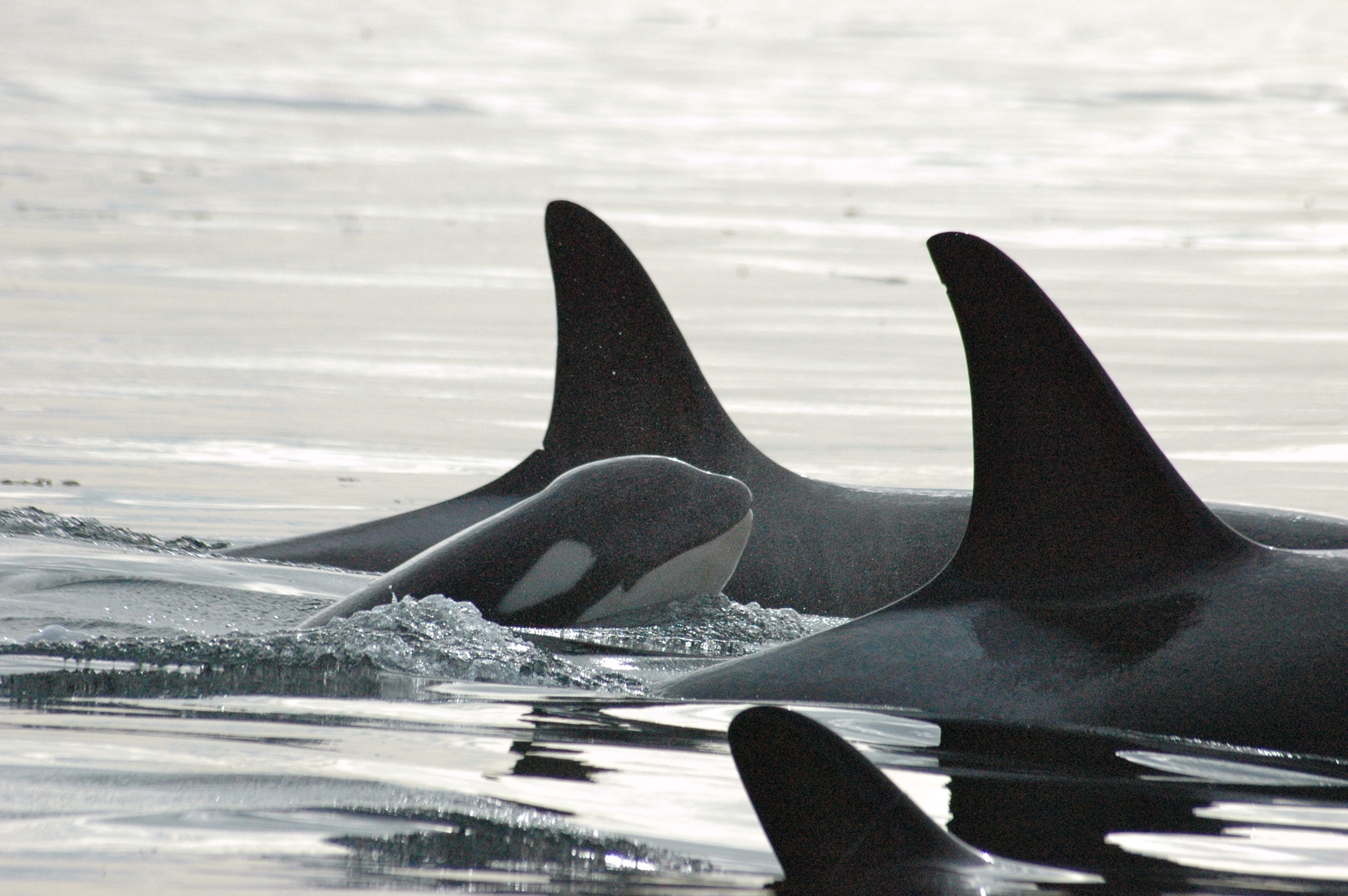Orca hvalfamilie svømmer sammen i Stillehavet ud for Canada og Seattle