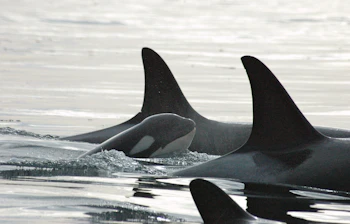 Orca hvalfamilie svømmer sammen i Stillehavet ud for Canada og Seattle