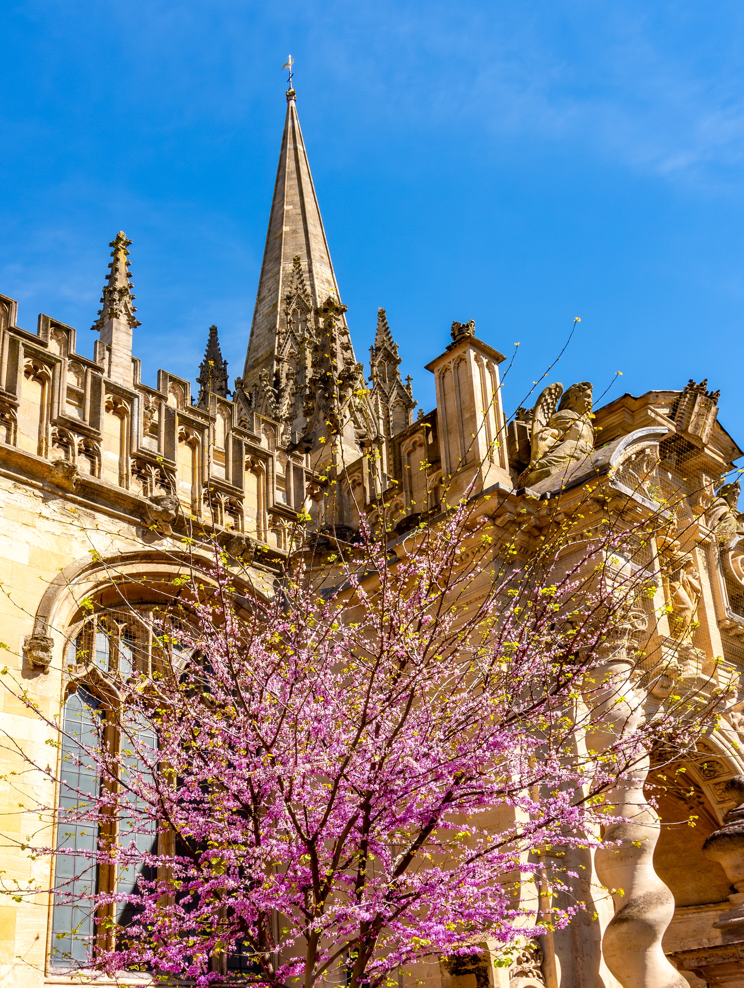 Den historiske University Church of St. Mary the Virgin i forårspragt, en middelalderlig gotisk kirke i hjertet af Oxford med blomstrende træer omkring