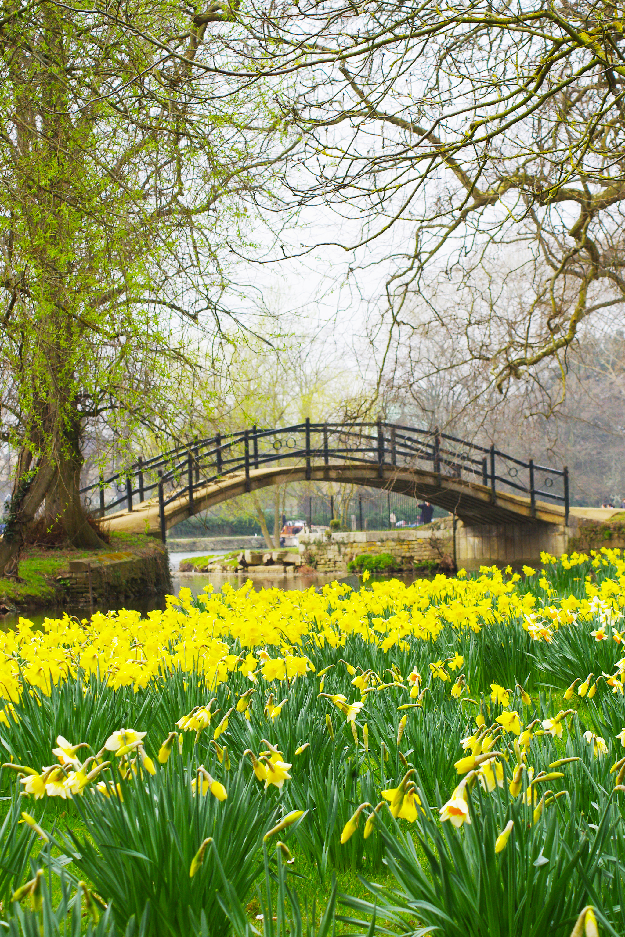 Gule påskeliljer blomstrer foran en idyllisk bro over floden i Oxford, England på en smuk forårsdag