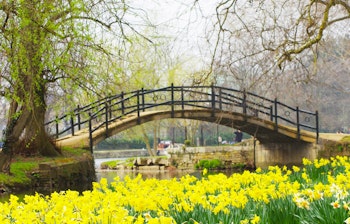 Gule påskeliljer blomstrer foran en idyllisk bro over floden i Oxford, England på en smuk forårsdag