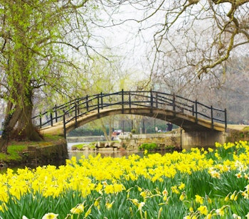 Gule påskeliljer blomstrer foran en idyllisk bro over floden i Oxford, England på en smuk forårsdag