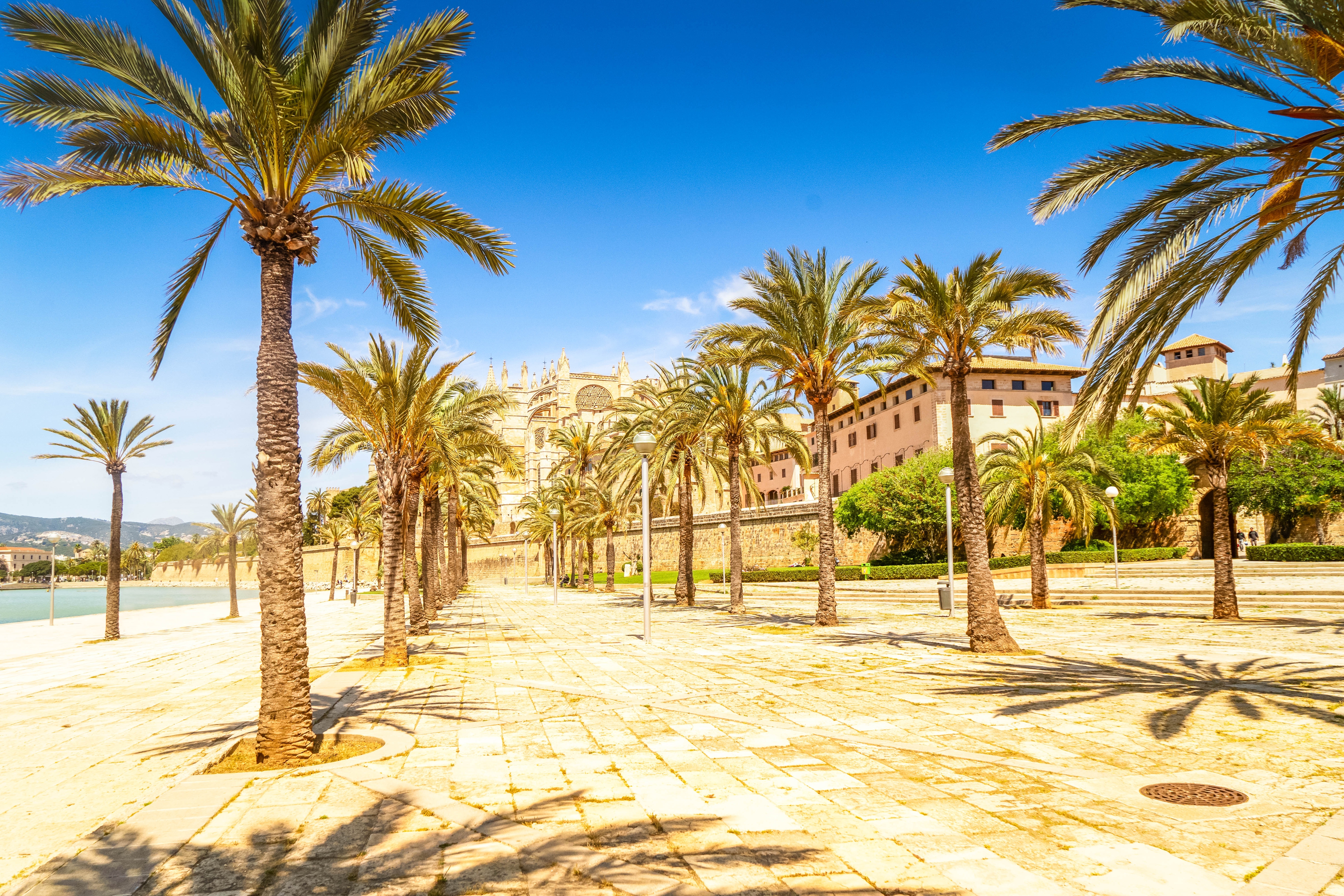 Den imponerende gotiske katedral La Seu med udsigt over Palma de Mallorca by, omgivet af palmetræer og azurblåt middelhav på Balearerne