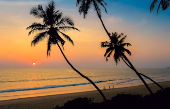 Idylliske palmetræer ved solnedgang på den uberørte Kizhunna-strand i Kerala, Indien, hvor rejsende nyder den tropiske atmosfære