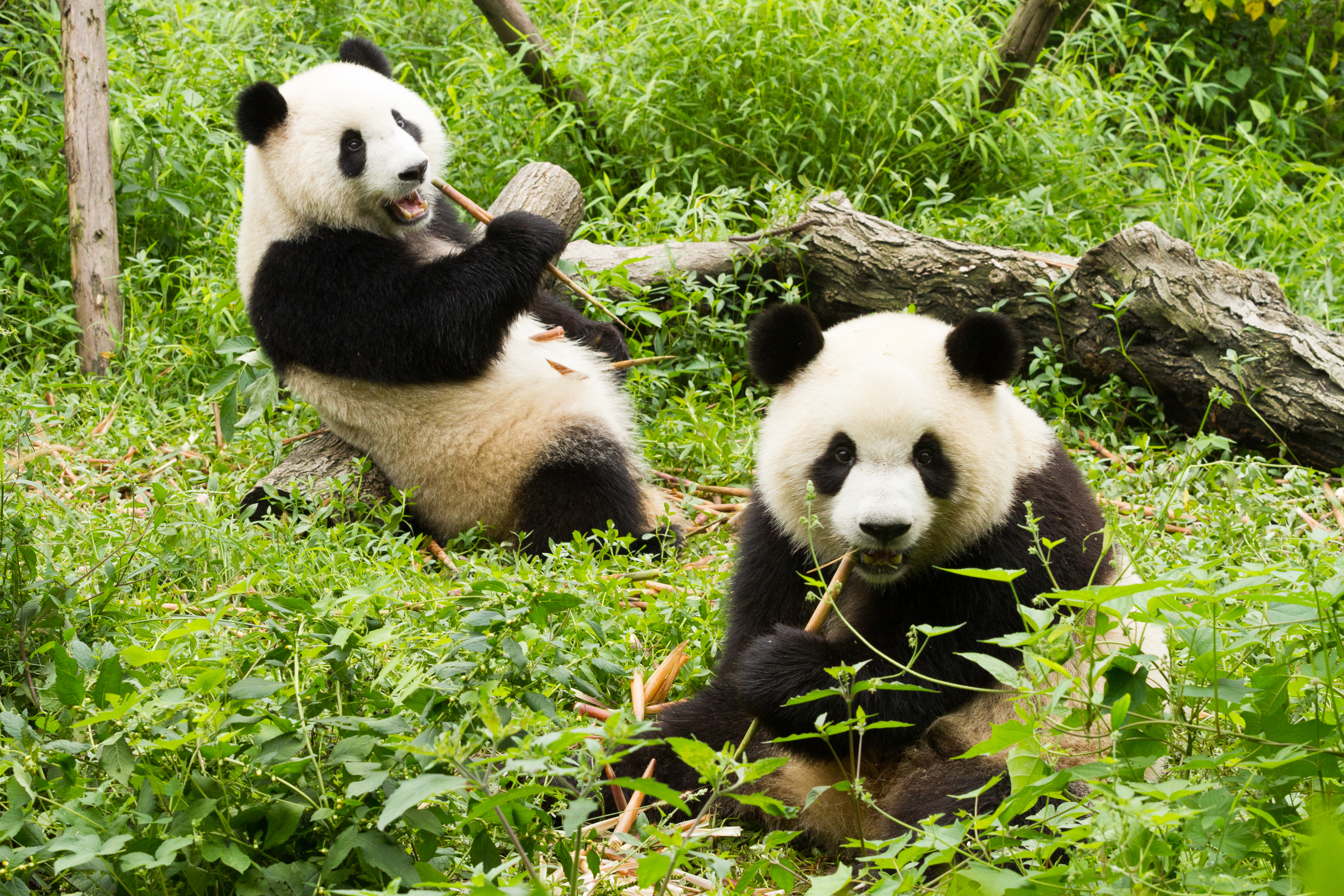 To kæmpe pandaer spiser bamboo ved Chengdu forskningsstation i Kina