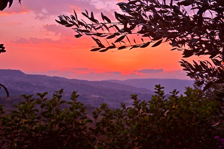 Betagende solnedgang over Paphos på Cypern med en farverig himmel i røde og orange nuancer og silhuetter af oliventræer i forgrunden