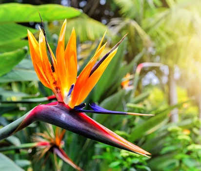 Farverig paradisfugl-blomst fotograferet i en frodig tropisk have på Madeira, Portugal, med dens karakteristiske orange og blå blomsterblade