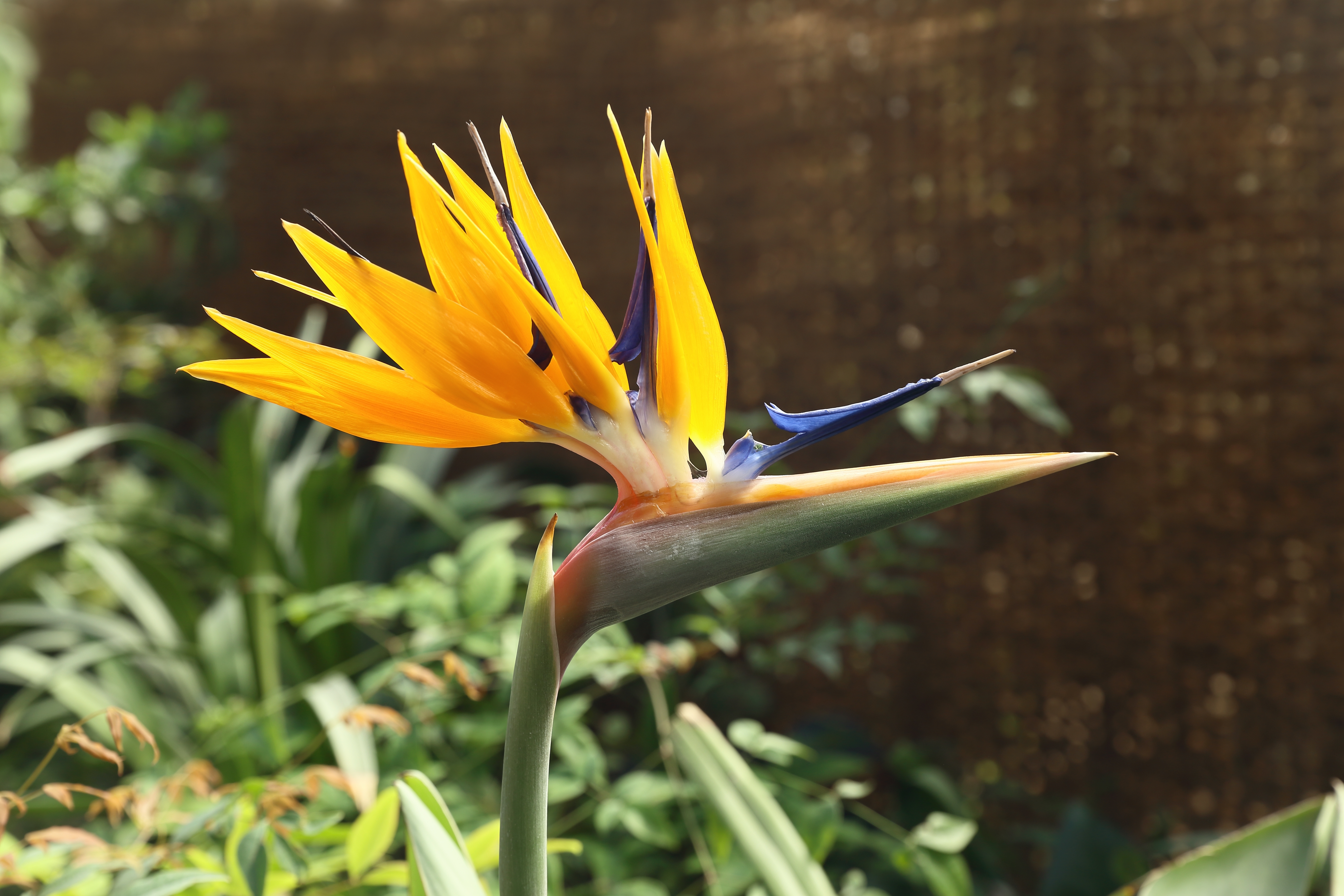 Smuk paradisfugl blomst i tropisk have under ferierejse