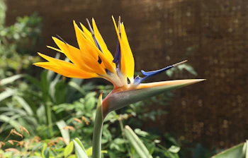 Smuk paradisfugl blomst i tropisk have under ferierejse