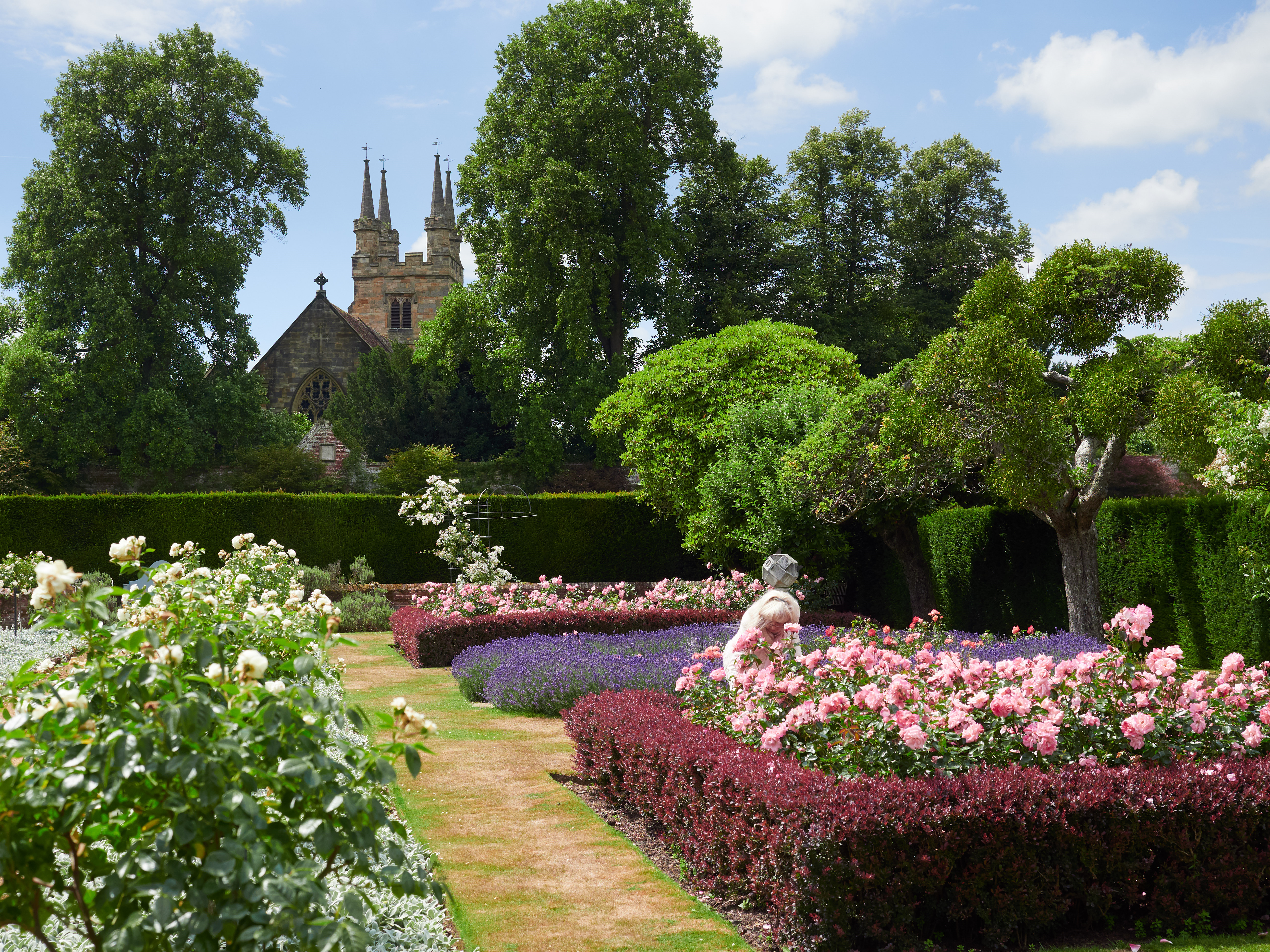 Smuk formel rosehave ved Penshurst Place i Kent, England, med lyserøde og hvide roser, lavendel og klippede hække med middelalderlige kirketårne i baggrunden