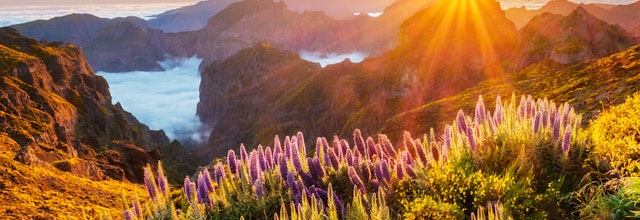 Magisk solnedgang fra Pico do Arieiro med lilla Pride of Madeira blomster og gule gyvelbuske i forgrunden og bjerge over skyerne på Madeira, Portugal