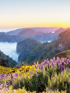 Betagende solnedgang fra Pico do Arieiro med bjerge over skyer, lilla blomster og gule gyvelbuske i forgrunden på Madeira, Portugal