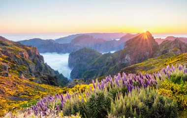 Betagende solnedgang fra Pico do Arieiro med bjerge over skyer, lilla blomster og gule gyvelbuske i forgrunden på Madeira, Portugal