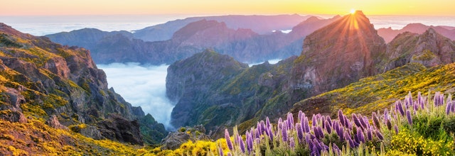 Betagende solnedgang fra Pico do Arieiro med bjerge over skyer, lilla blomster og gule gyvelbuske i forgrunden på Madeira, Portugal