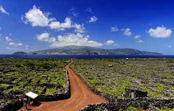 UNESCO-beskyttede vinmarker med traditionelle stenmure på vulkansk terræn på Pico-øen, Azorerne, Portugal