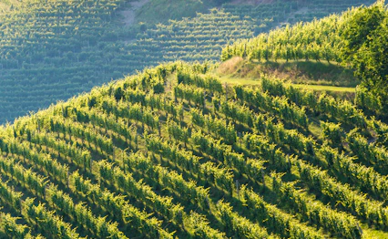 Solnedgang over vingårde i Piemonte Italien med traditionel vinby