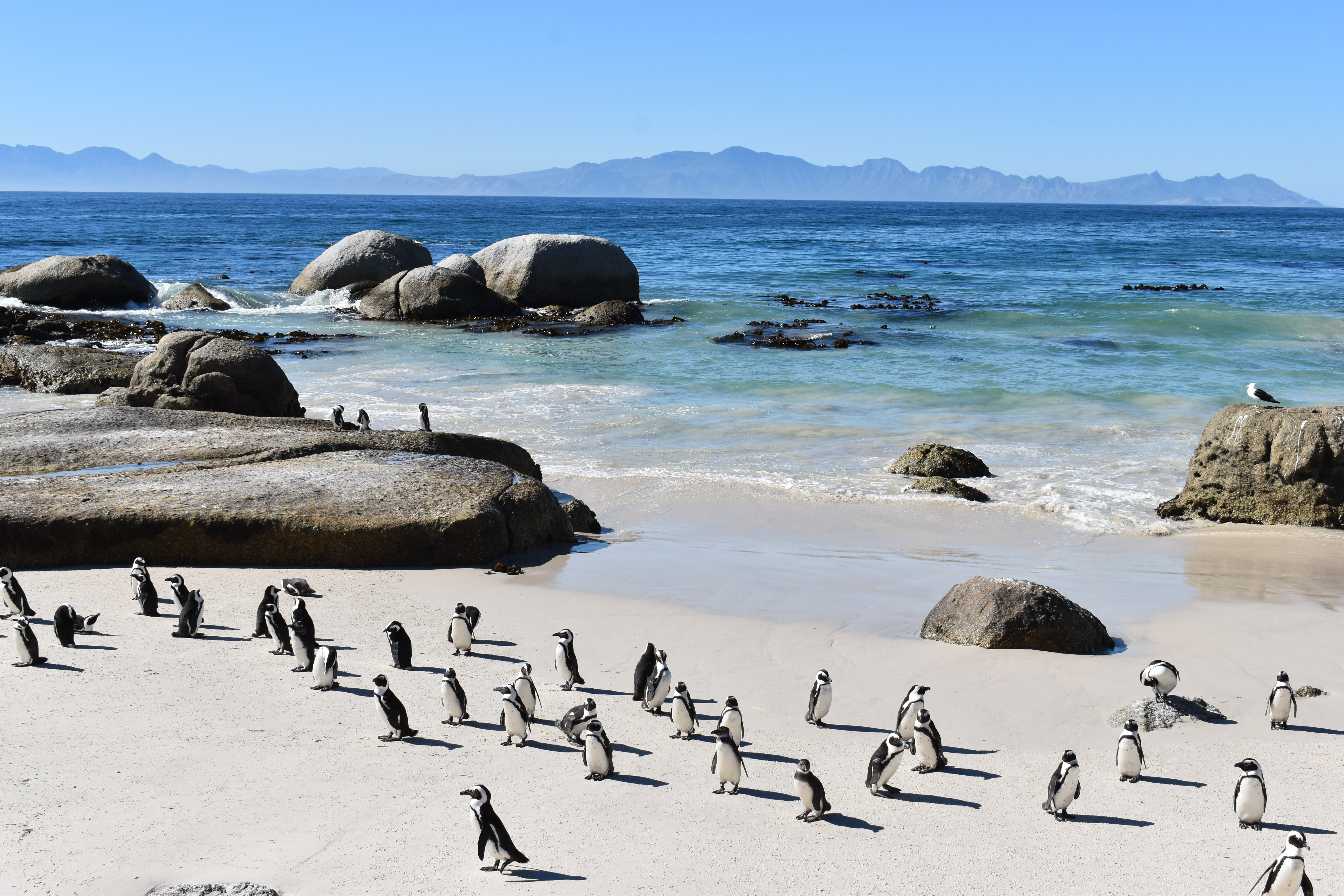 Afrikanske pingviner på hvid sandstrand ved Boulders Beach i Kapstaden med turkisblåt hav og granitsten