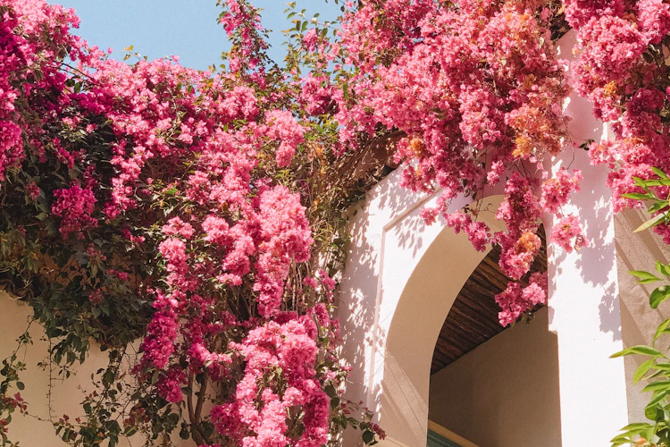 Smukke pink bougainvillea blomster over mediterran balkon med turkise skodder