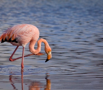 Smuk lyserød flamingo med spejling i vandet ved Galapagos-øerne i Ecuador - tropisk dyreliv i beskyttet naturområde