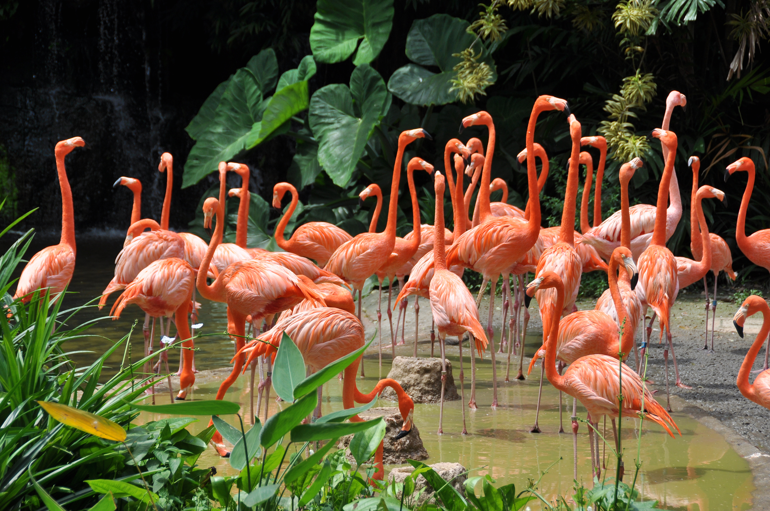 Flok af pink flamingoer ved tropisk sø omgivet af frodig regnskov