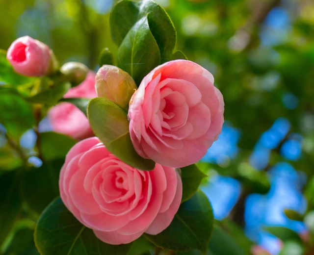 Smukke pink kamellia blomster i fuld blomst i japansk have
