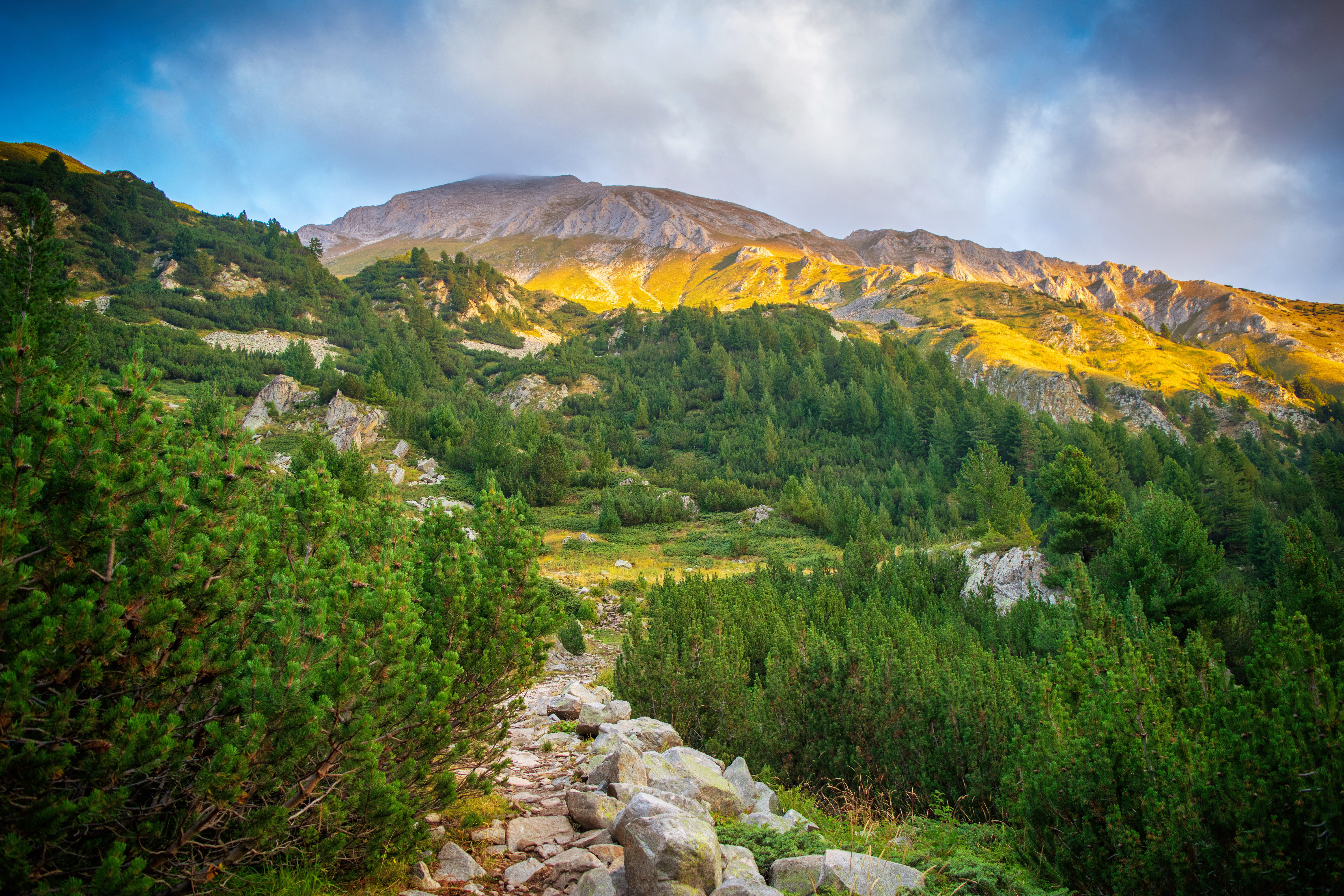 Vandrestien gennem grønne skove i Pirin Nationalpark Bulgarien med gyldent sollys